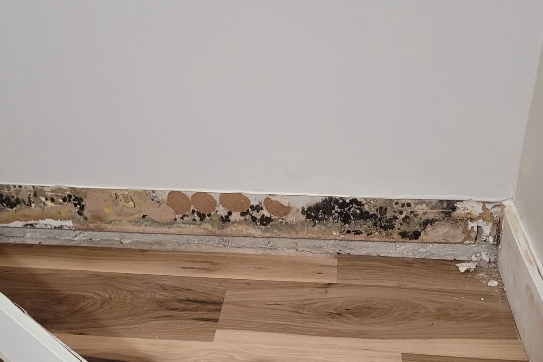 Mold Remediation
